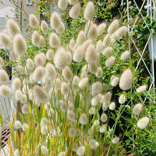 ラグラスバニーテール　オルレアホワイトレース　種子　種 ハンドメイドのフラワー/ガーデン(その他)の商品写真