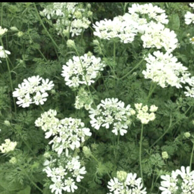 ラグラスバニーテール　オルレアホワイトレース　種子　種 ハンドメイドのフラワー/ガーデン(その他)の商品写真