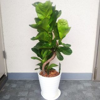 カシワゴム曲がり！観葉植物❗️高さ◎！高級セラアート鉢白受皿付❗️樹形綺麗❗️(プランター)