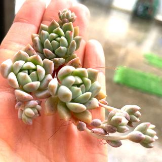 多肉植物　プロリフェラ　3カット苗(その他)