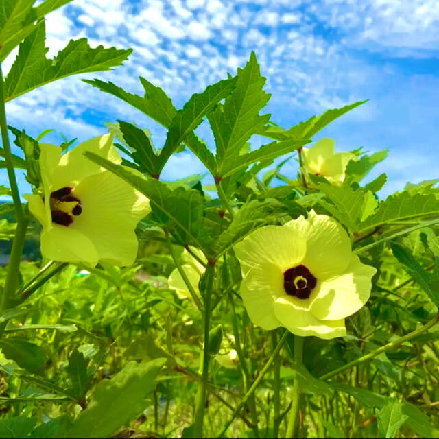 高知県産 オクラ おくら 40本 即購入OK 産地直送 鮮度抜群 夏野菜 食品/飲料/酒の食品(野菜)の商品写真