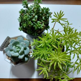 多肉植物の寄せ植えセット♡アイスクリーム♡(その他)