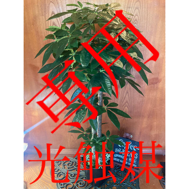 光触媒　人工観葉植物　ウォールグリーン　造花　アレンジ　パキラ124