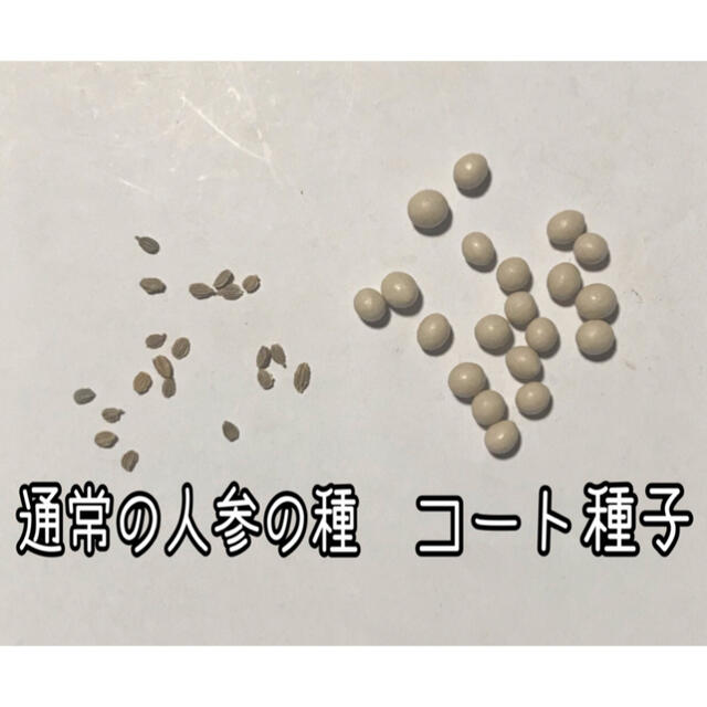 恋うさぎ人参の種  コート種子50粒 うさぎも恋する色濃い人参 食品/飲料/酒の食品(野菜)の商品写真