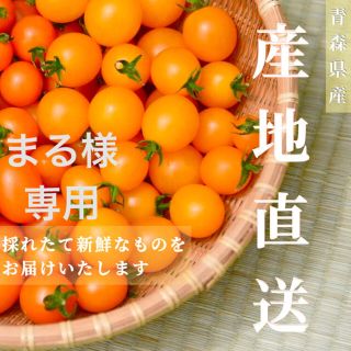 イエローミミ3kg 【まる様専用】採れたて☘️産地直送いたします(野菜)