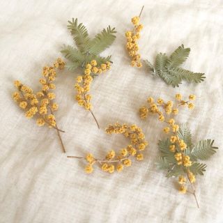 ミモザの花と葉っぱのドライフラワー(ドライフラワー)