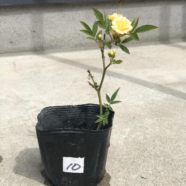 モッコウバラ 木工薔薇 挿し木 根付き 黄色 ハンドメイドのフラワー/ガーデン(プランター)の商品写真