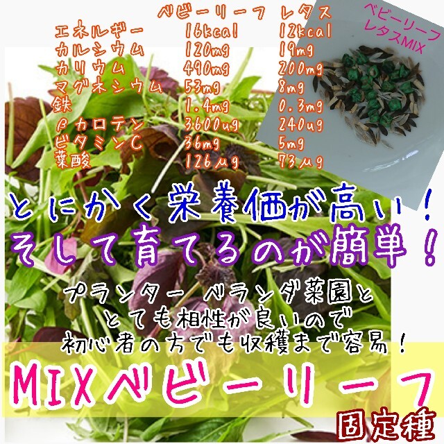 ベビーリーフ レタスMIX 固定種 野菜の種 種子 種 家庭菜園 サラダ 食品/飲料/酒の食品(野菜)の商品写真