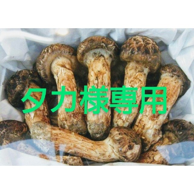 中国産3L~ L大【天然 つぼみ 松茸 1kg】 良品本数5～20本