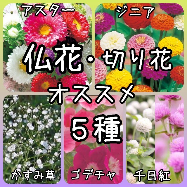 【花の種】仏花 切り花 人気 5種 種子 ハンドメイドのフラワー/ガーデン(その他)の商品写真