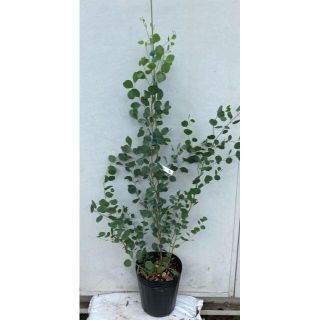 2ページ目 ユーカリの通販 1 000点以上 ハンドメイド お得な新品 中古 未使用品のフリマならラクマ