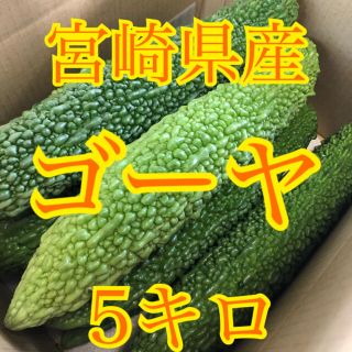 野菜　ゴーヤ　宮崎県産(野菜)