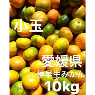 愛媛県産　極早生みかん　柑橘　10kg(フルーツ)