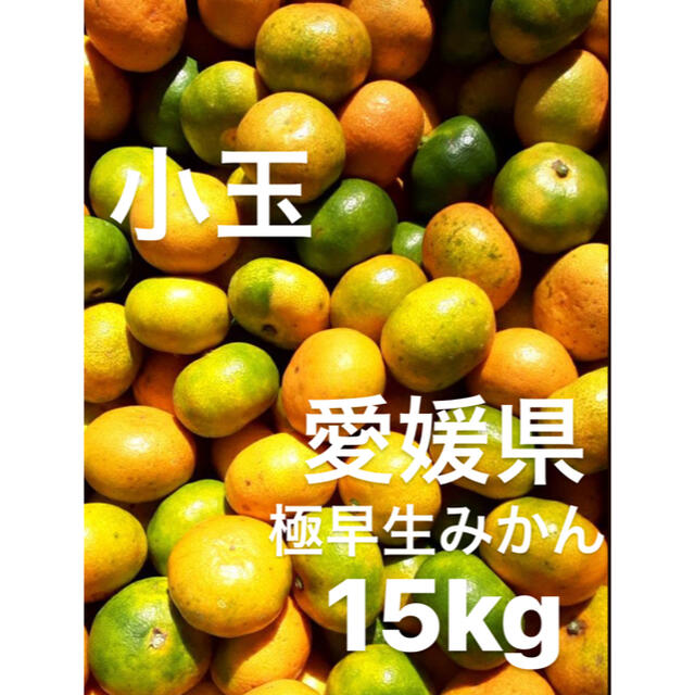 愛媛県 極早生みかん 柑橘 15kg