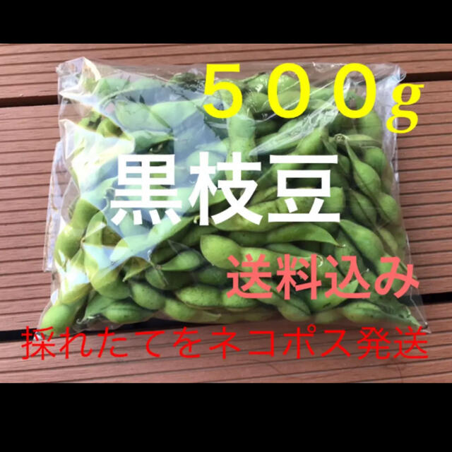 黒枝豆　５００g  採れたて発送します。 食品/飲料/酒の食品(野菜)の商品写真