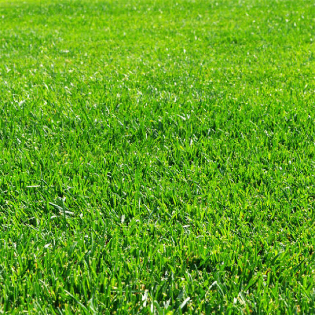 西洋芝の種 トールフェスク 30g種子グランドカバー。《1平米》芝生緑化 ハンドメイドのフラワー/ガーデン(その他)の商品写真