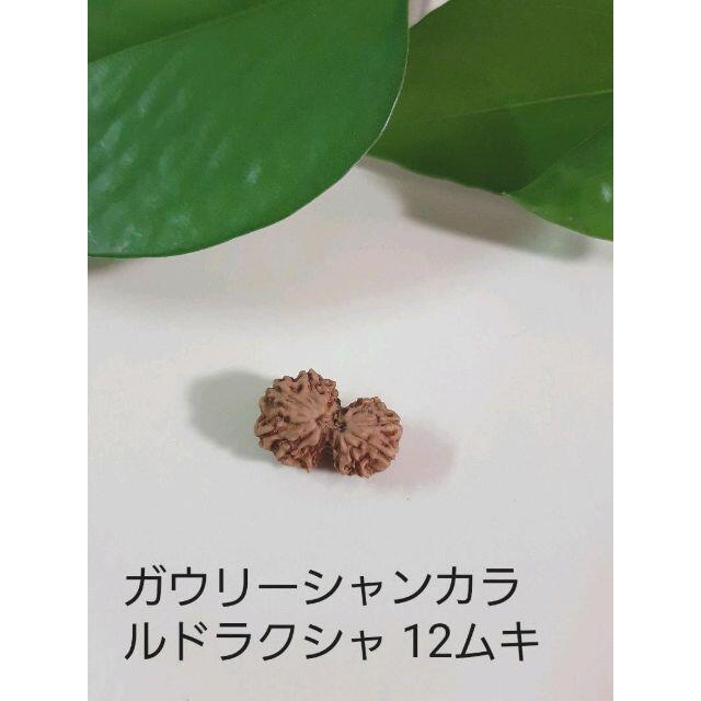 ガウリーシャンカラ ルドラクシャ 菩提樹の実 12面