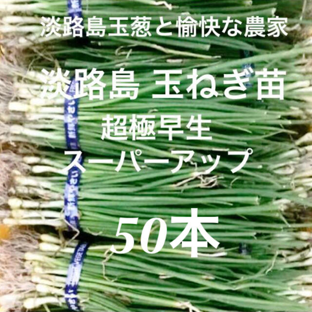 淡路島 玉ねぎ苗 超極早生 50本 たまねぎ苗 玉葱苗 タマネギ苗 食品/飲料/酒の食品(野菜)の商品写真