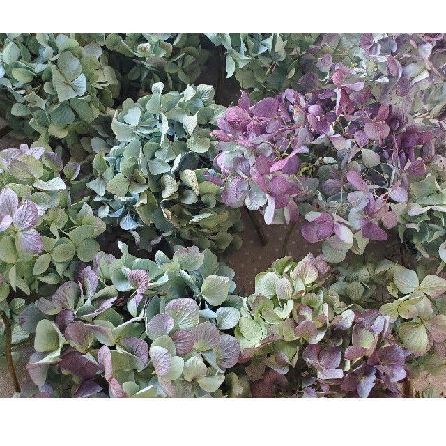 ぐら様ご専用♡秋色紫陽花ドライフラワー ハンドメイドのフラワー/ガーデン(ドライフラワー)の商品写真