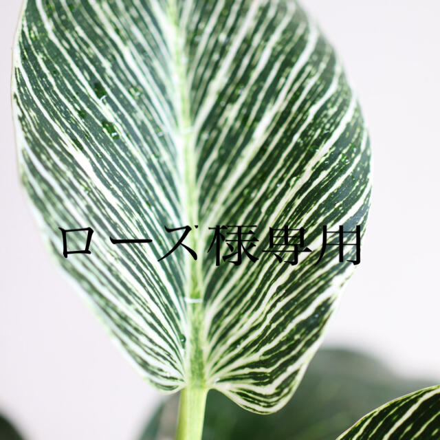 専用　観葉植物　フィロデンドロン　バーキン　白斑入り ハンドメイドのフラワー/ガーデン(その他)の商品写真