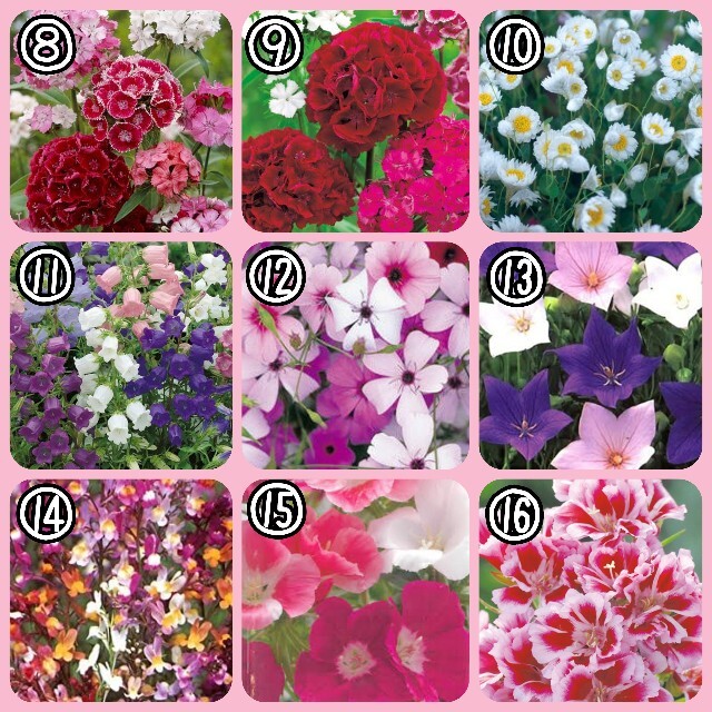【花の種】選べる5種 150粒 種子 ハンドメイドのフラワー/ガーデン(その他)の商品写真