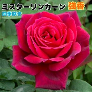 ミスターリンカーン　薔薇★強香★強健★四季咲き★大輪★薔薇苗★バラ★挿し木苗(プランター)