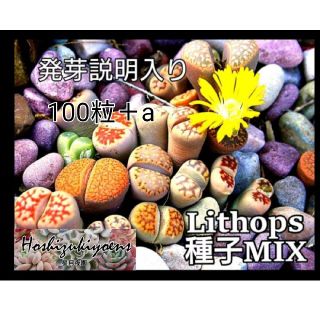 【今が蒔時】リトープス ミックス 種子 100粒 発芽説明入り(その他)