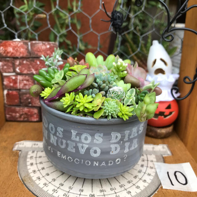 そのまま飾れる多肉植物の寄せ植え10 リメ缶 ハンドメイド ハンドメイドのフラワー/ガーデン(その他)の商品写真