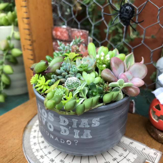 そのまま飾れる多肉植物の寄せ植え10 リメ缶 ハンドメイド ハンドメイドのフラワー/ガーデン(その他)の商品写真