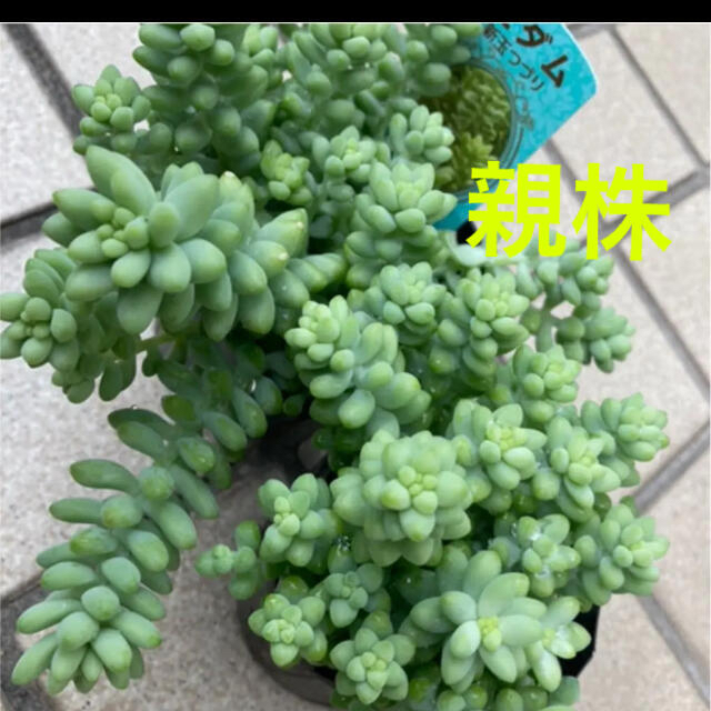 多肉植物✴︎ 新玉つづり　抜き苗　5株