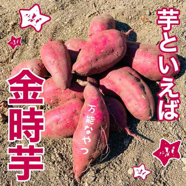 【完売中】 食品/飲料/酒の食品(野菜)の商品写真