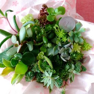 セダムのカップ盛り合わせ⭐️育苗説明付き(その他)