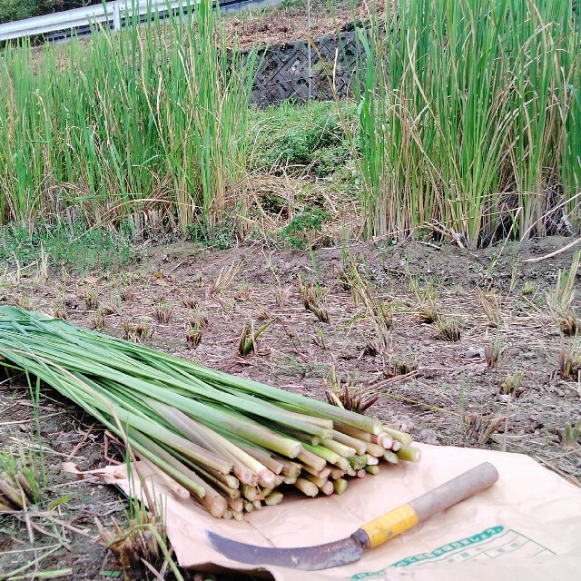 マコモ 真菰 乾燥葉（無農薬、無施肥） 食品/飲料/酒の食品(野菜)の商品写真