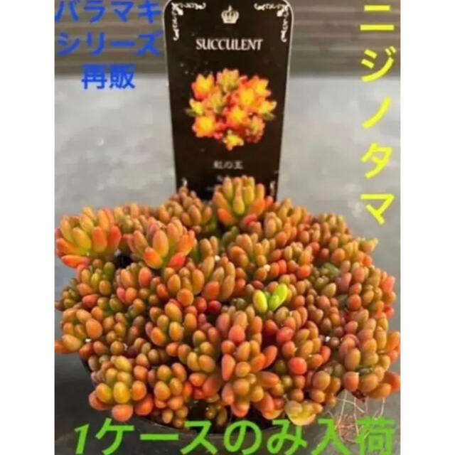 ✳️限定入荷です✳️復活バラマキシリーズ❗️多肉植物 虹の玉❗️早い者勝ち✳️  ハンドメイドのフラワー/ガーデン(その他)の商品写真