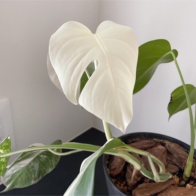 専用　モンステラ　斑入り　ホワイトタイガー　ボルシギアナ　ハーフムーンmonstera