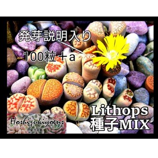【今が蒔時】リトープス ミックス 種子 100粒 発芽説明入り(その他)