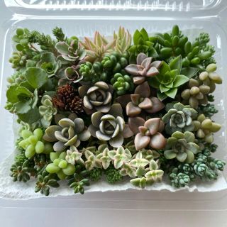 多肉植物☆ゼダムMIX☆カット苗　育て方メモ付き(その他)