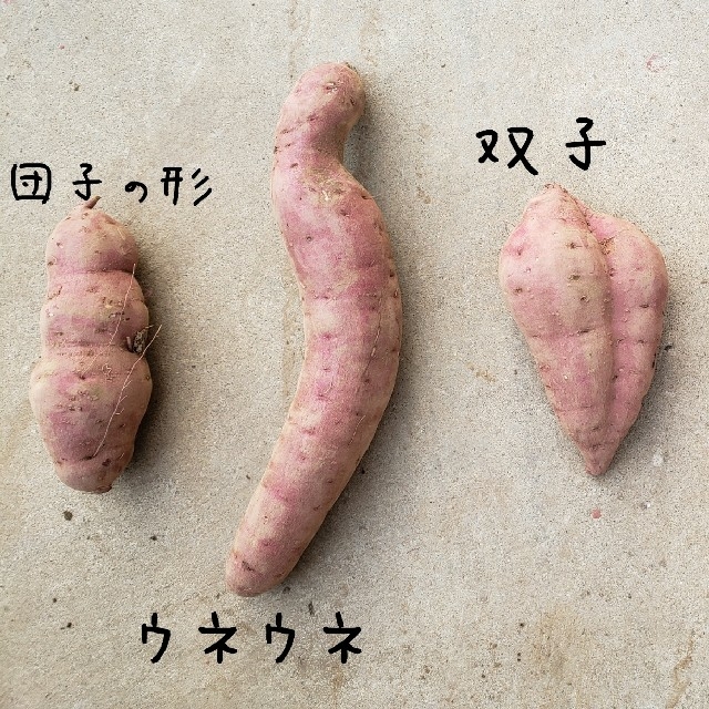 訳あり　紅はるか　10キロ　茨城県産　令和３年　さつま芋　サツマイモ　お芋 食品/飲料/酒の食品(米/穀物)の商品写真