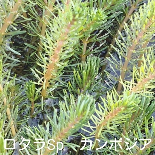 (水草･水上葉)　赤系水草７種セット　A その他のペット用品(アクアリウム)の商品写真