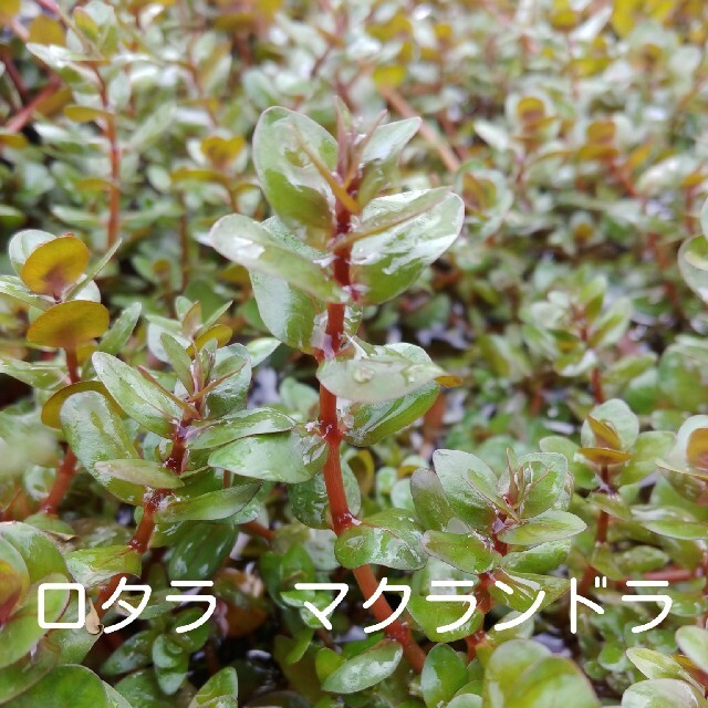(水草･水上葉)　赤系水草７種セット　Ｂ その他のペット用品(アクアリウム)の商品写真