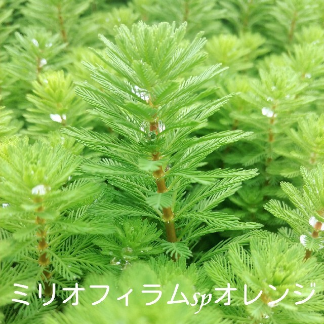 (水草･水上葉)　赤系水草７種セット　Ｂ その他のペット用品(アクアリウム)の商品写真