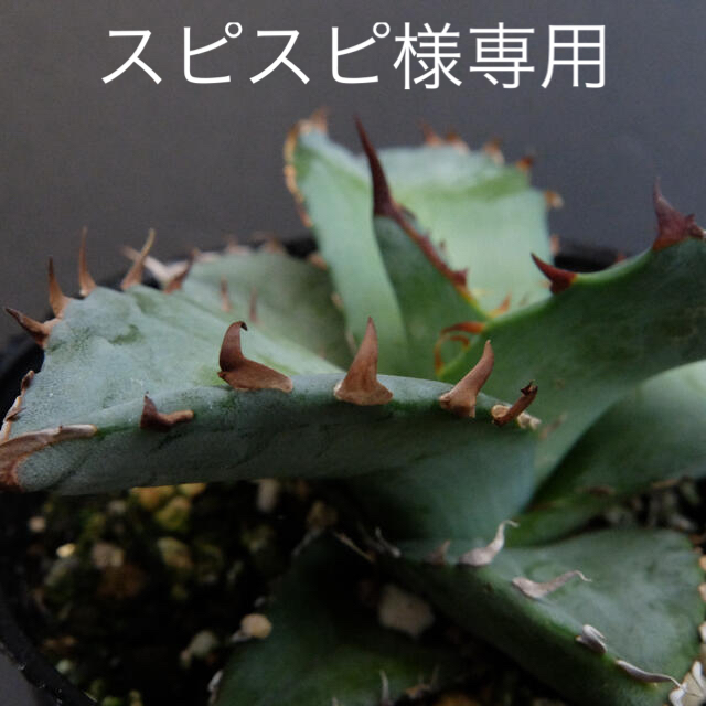 Agave Titanota ☆★ アガベ　チタノタ　特選　陽炎強棘