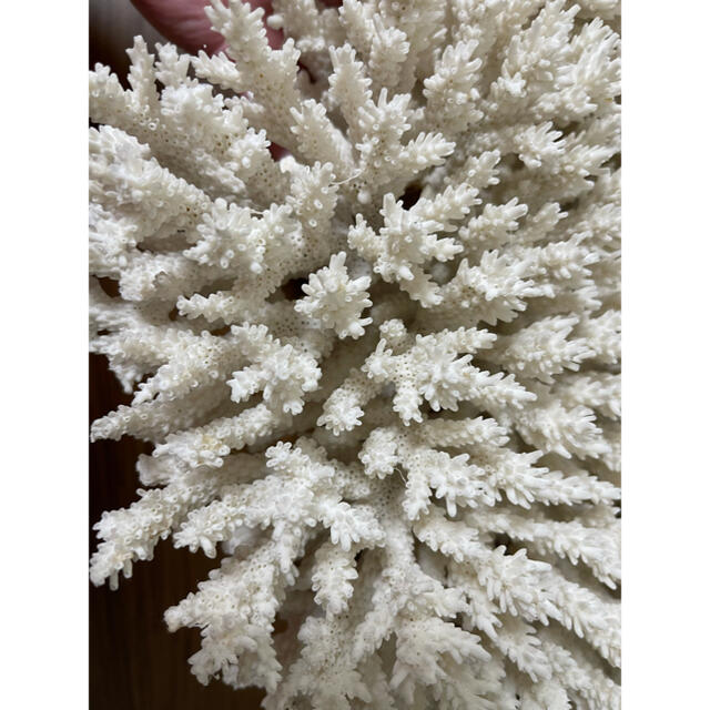天然白珊瑚 の通販 by まめの部屋｜ラクマ 原木 在庫正規店