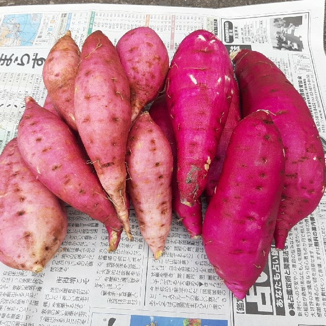 さつま芋食べ比べセット2kg　紅はるか&安納芋 食品/飲料/酒の食品(野菜)の商品写真