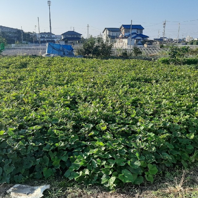 さつま芋食べ比べセット2kg　紅はるか&安納芋 食品/飲料/酒の食品(野菜)の商品写真