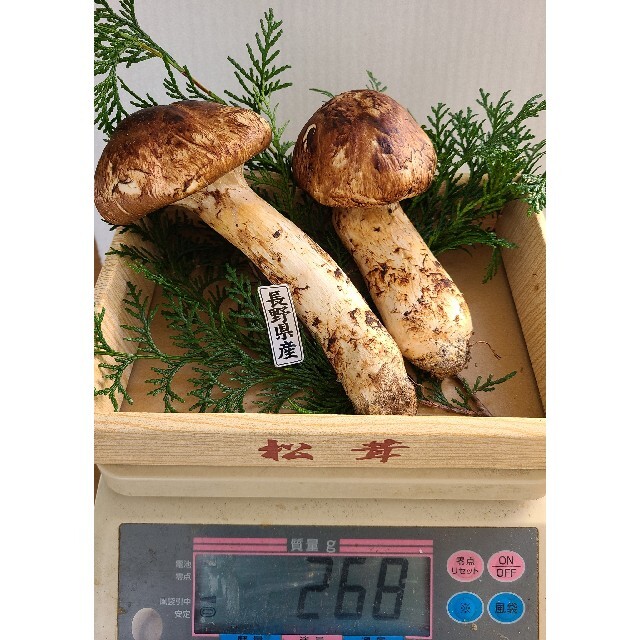 食品国産 長野県産 【天然 特大つぼみ 松茸 約260g】 特選品本数