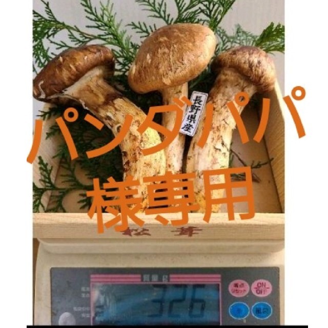 長野県【天然 特大つぼみ 松茸 約320g】 特選品3本入 現品