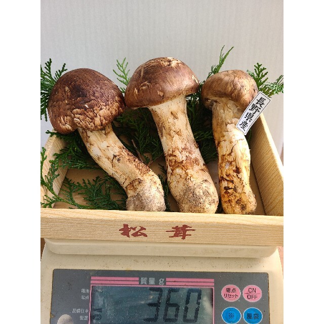 長野県【天然 特大つぼみ 松茸 約320g】 特選品3本入 現品-