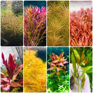 水草セット　水中葉　無農薬　無害虫(アクアリウム)