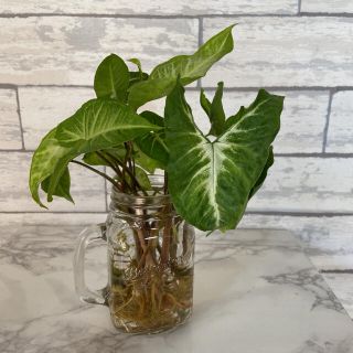 シンゴニウム(その他)